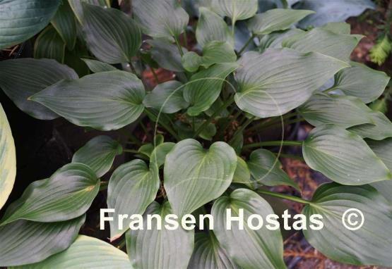 Hosta Iwa